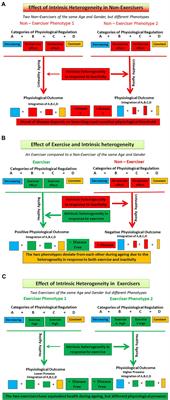 A Hypothesis: The Interplay of Exercise and Physiological Heterogeneity as Drivers of Human Ageing